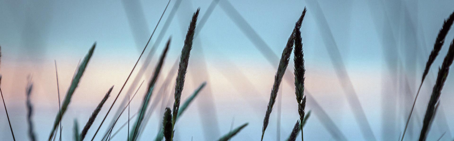 Herbes et ciel