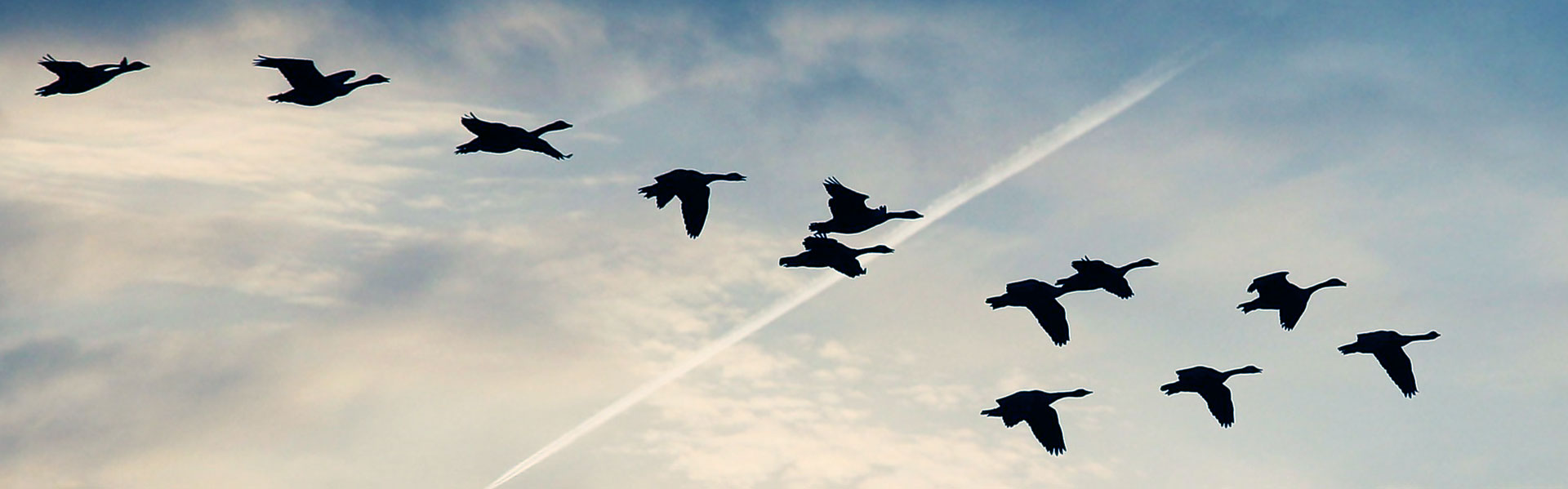 Oies qui volent dans le ciel